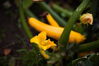 Bahçede kabak çiçeği açıyor.
