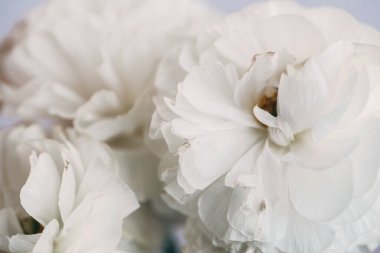 Açık beyaz şakayık çiçeklerinin şık, yumuşak makro fotoğrafı.