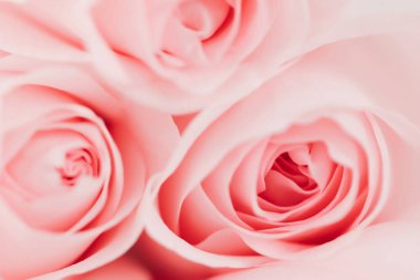 Pembe arka planda izole edilmiş güzel parlak güller.