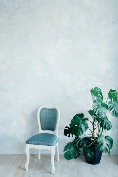 Monstera deliciosa plant with chair isolated on blue pastel background