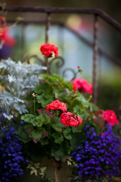 Krásné Barevné Květy Zahradě — Stock fotografie