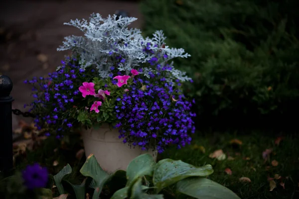 Krásné Barevné Fialové Květy Zahradě — Stock fotografie