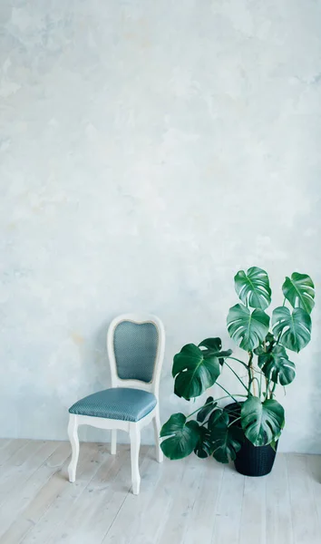 Planta Monstera Deliciosa Con Silla Aislada Sobre Fondo Pastel Azul — Foto de Stock