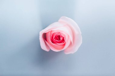 Mavi arkaplanda pembe gül