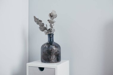 Gümüş damlası okaliptüs çiçeği, bazen koyu renkli vazoda Cider Gum olarak da bilinir. Yumuşak odaklanma. beyaz gri duvar arkaplanı