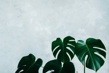 Monstera deliciosa bitkisi mavi pastel arka planda izole edilmiş. 