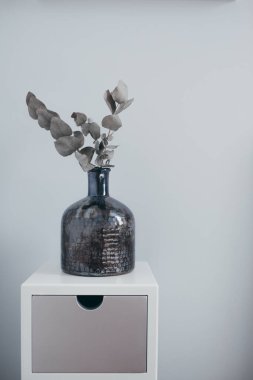 Gümüş damlası okaliptüs çiçeği, bazen koyu renkli vazoda Cider Gum olarak da bilinir. Yumuşak odaklanma. beyaz gri duvar arkaplanı