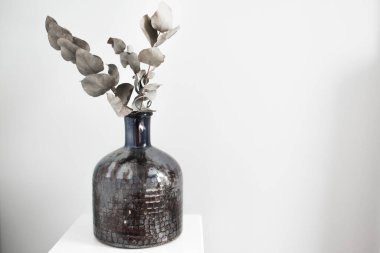 Gümüş damlası okaliptüs çiçeği, bazen koyu renkli vazoda Cider Gum olarak da bilinir. Yumuşak odaklanma. beyaz gri duvar arkaplanı