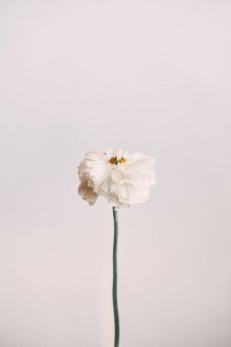 Açık beyaz şakayık çiçeğinin zarif, yumuşak makro fotoğrafı. 