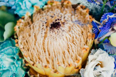 Kurumuş güzel beyaz çiçeklere yakın çekim