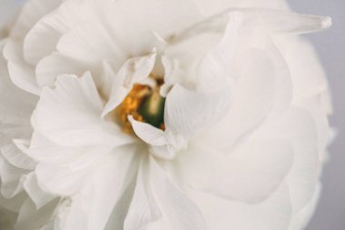 Açık beyaz şakayık çiçeğinin zarif, yumuşak makro fotoğrafı. 