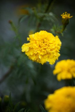 Bahçedeki güzel sarı çiçekler