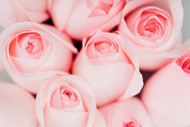 Güzel pembe gül çiçekleri grubu, çiçek konsepti arka planı