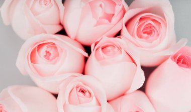 Güzel pembe gül çiçekleri grubu, çiçek konsepti arka planı