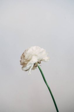 Açık beyaz şakayık çiçeğinin zarif, yumuşak makro fotoğrafı. 