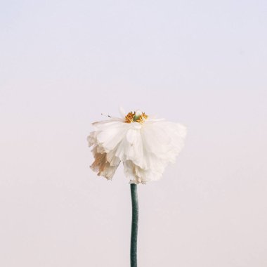 Güzel çiçek açan beyaz çiçeğin yakın görüntüsü