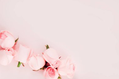 Pembe arka planda izole güzel gül çiçekleri seti, metnin için boş alan
