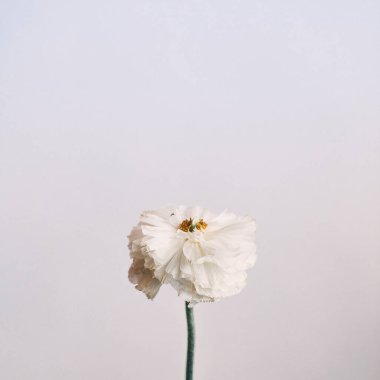 Güzel çiçek açan beyaz çiçeğin yakın görüntüsü