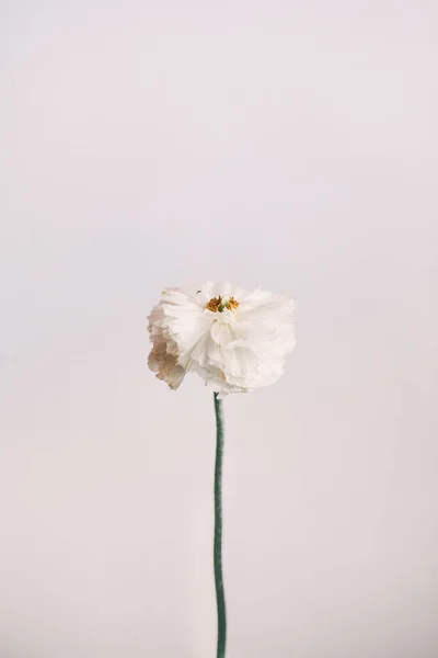 白い美しい牡丹の花のスタイリッシュな柔らかいマクロ写真 — ストック写真