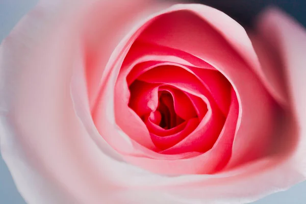 Detailní Pohled Krásné Růžové Růže Květiny — Stock fotografie