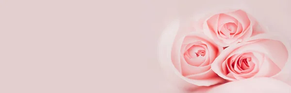 Σετ Όμορφων Τριαντάφυλλων Που Απομονώνονται Ροζ Φόντο Ελεύθερος Χώρος Για — Φωτογραφία Αρχείου