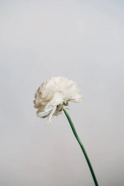 Stylová Měkká Makro Fotografie Otevřené Bílé Krásné Pivoňkové Květiny — Stock fotografie