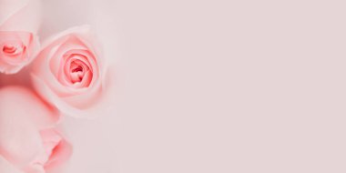 Pembe arka planda izole güzel gül çiçekleri seti, metnin için boş alan