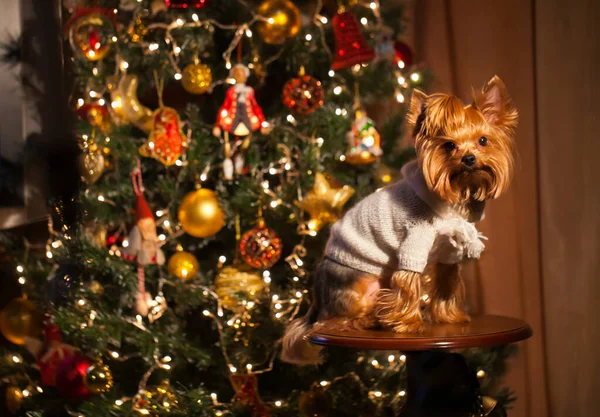 Small Dog Sweater Sits Background Christmas Tree Lights — Stock Photo, Image