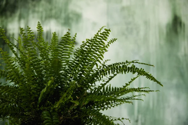 Groene Varen Een Pot Staat Een Houten Tafel Achtergrond Van — Stockfoto