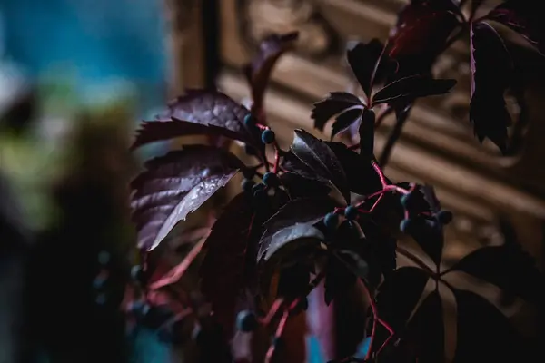 Donker Decor Met Gedroogde Bloemen Vazen Kroonluchters Geweven Stoffen Tegen — Stockfoto