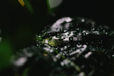 Su damlaları ile yeşil canavar yaprakları yakın görünüm