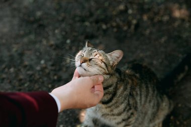 El dikkatle gri bir tekir kediye dokunur, gözlerini kapatır, dostluk, evcil hayvan