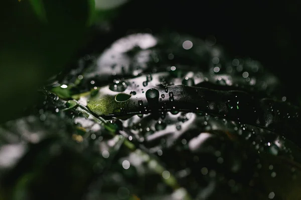 Vista Cerca Hojas Monstera Verde Con Gotas Agua — Foto de Stock