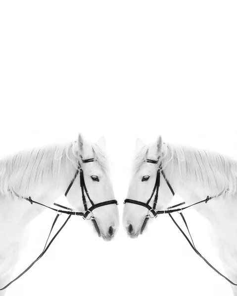 Συμμετρία Closeup Απομονώνονται Λευκό Φόντο Ζευγάρι Των Δύο Λευκών Ίππων — Φωτογραφία Αρχείου