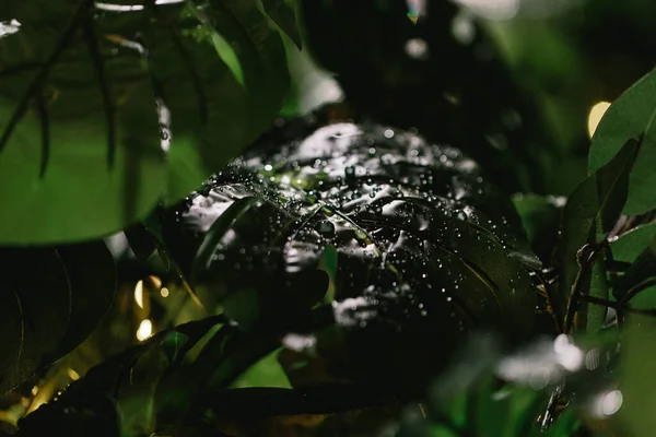 Vista Cerca Hojas Monstera Verde Con Gotas Agua — Foto de Stock