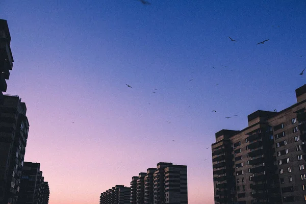 Aves Volando Sobre Cielo Colores Sobre Edificios Ciudad —  Fotos de Stock