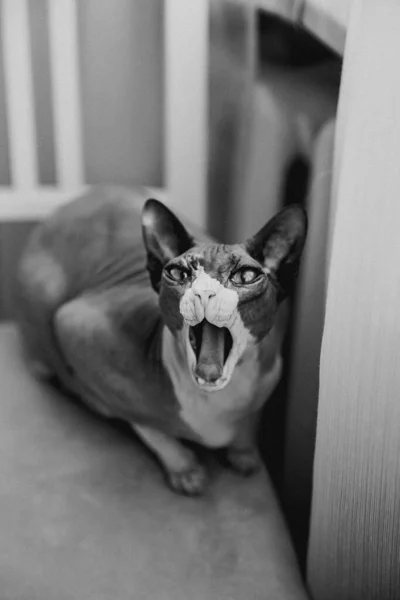 Łysy Kot Rasy Sphynx Siedzi Krześle — Zdjęcie stockowe