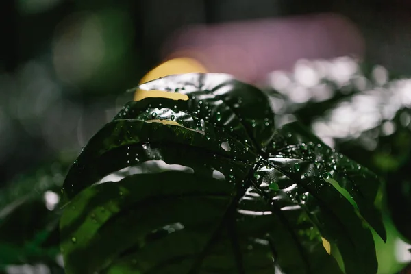 Vista Cerca Hojas Monstera Verde Con Gotas Agua — Foto de Stock