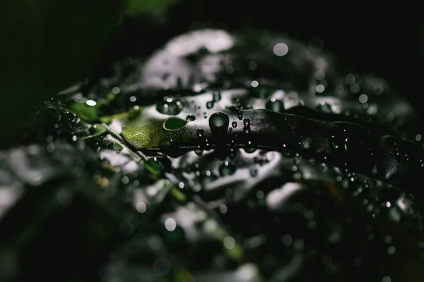 Vista Cerca Hojas Monstera Verde Con Gotas Agua — Foto de Stock