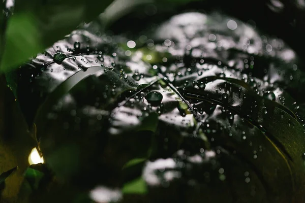 Su damlaları ile yeşil canavar yaprakları yakın görünüm