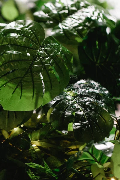 Vista Cerca Hojas Monstera Verde Con Gotas Agua — Foto de Stock