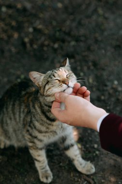 El dikkatle gri bir tekir kediye dokunur, gözlerini kapatır, dostluk, evcil hayvan