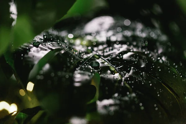 Vista Vicino Delle Foglie Verdi Monstera Con Gocce Acqua — Foto Stock