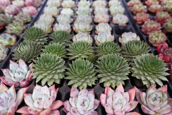 Beaucoup de cactus verts dans une rangée de près . — Photo