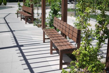 Tahta banklar güneşli, bitkilerle dolu bir parkta huzurlu bir yer sunuyor..