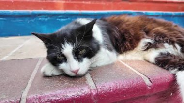 Bir kedi güneşli bir bölgede canlı ve renkli adımlarda huzur içinde dinlenir..