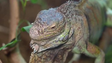 Bir kertenkele canlı bir ekosistemdeki yemyeşil bitki örtüsünde gezinir..