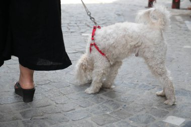 Köpek, kaldırım taşı sokağını keşfederken yürümekten zevk alıyor..