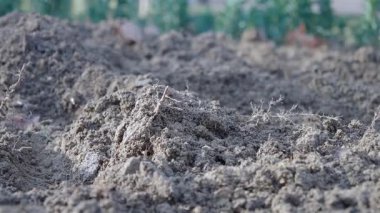 Kirli toprak sürülür ve bahçeye ekilmek için hazırlanır..