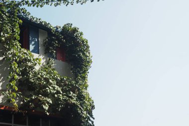 Modern bir bina güneşli bir günde kısmen yemyeşil sarmaşıklarla kaplıdır..